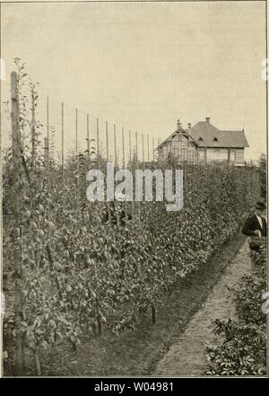 Immagine di archivio da pagina 245 di morire Gartenwelt (1897). Die Gartenwelt diegartenwelt05berl Anno: 1897 218 Die Gartenwelt. V, 1 q männischen Betrachtungen, als sie der Baumschulenbetrieb zu bieten vermag, der sich in seinen Grundzügen immer gleich bleibt. Und doch ist es nicht ohne intèresse, auch Ab und zu einmal einen Blick in diesen Betrieb, der volks- wirtschafthch von grofser Bedeutung ist zu werfen. Im Seitenansiclit des gl Olsen Spaliergerüstes in der Übslbaumscliule von Paolo Hviber, Halle un, S. Üriginalaiifnahme für die "Gartenwelt'. grofsen und ganzen hatten die Baumschulen, um sic Foto Stock