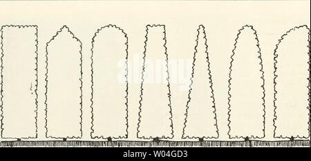 Immagine di archivio da pagina 261 di Die Gartenkunst (1899). Die Gartenkunst diegartenkunst15deut Anno: 1899 158 DIE GARTENKUNST. XV, 11 Abb. Heckenquerschnitle. mmwm Originalzeichnung von E. Rasch, Stoccarda. Terreno schÃ weit¶ner und interessanter als dies mit freientwickelten GehÃ¶lzen im auszubilden bebauten, mÃ¶glich ist. Auch im offenen Garten warten noch ungezÃ¤hlte interessante ihrer Aufgaben LÃ¶cantato, bei welcher die Hecke nicht fehlen darf. Ich darf wohl annehmen, daÃ das, è stato die Anlage, Pflege, den Schnitt, die BewÃ¤sserung RSU., anche das Technische betrifft, bei den Lesern der Garte Foto Stock