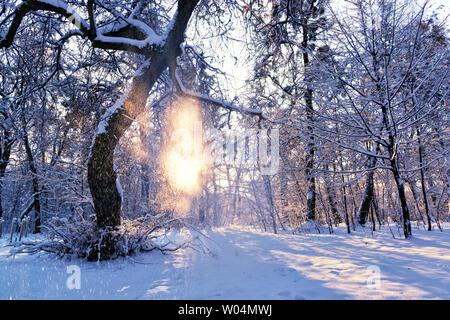 Bellissima alba in un parco d'inverno, la neve cade dall'albero e raggi solari Foto Stock