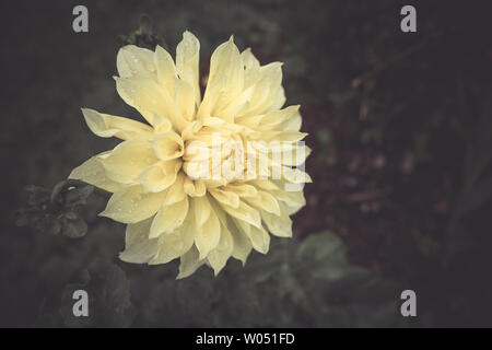 Un bel colore giallo brillante Dahlia chiamato Mystic illusione è contrastata contro le sue foglie scure con spazio copia.Giallo Semi Cactus Dahlia ,Asteraceae Foto Stock
