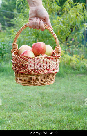 Mano femminile è in possesso di un cesto in vimini con fresche mele mature in verde sfondo naturale. Profondità di campo. Focus sul cesto con mele. Foto Stock