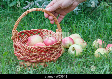 Giardiniere mano che regge un cesto di vimini con le mele in erba verde sullo sfondo. Appena raccolto frutti. Foto Stock