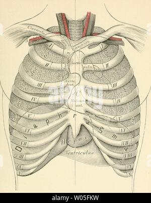 Immagine di archivio da pagina 336 di morire descrittivo topographische und anatomie Foto Stock