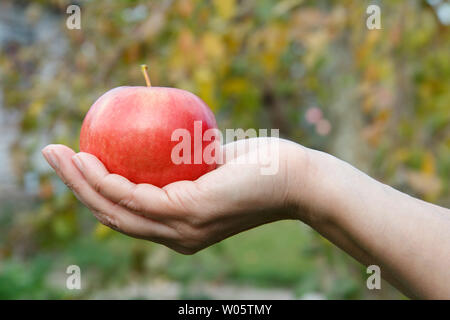 Cibo sano concetto. Donna di mano azienda red appl contro verde sfondo naturale. Foto Stock