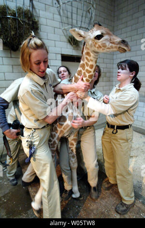 Antelope custodi Coleen Dooling (L) e Melissa Pritchett lotta per mantenere un bambino giraffa su una scala a San Louis Zoo, a St. Louis il 14 novembre 2003. La giraffa bambino nato il Novembre 11, sorge a sei piedi di altezza e pesa 147 libbre. Ella crescerà di circa il 19-piedi-alta. (UPI foto/Bill Greenblatt) Foto Stock