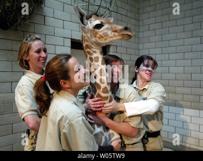 Antelope i detentori del San Louis Zoo prendere un momento per avere le loro foto scattata con una quattro giorni di età giraffa femmina peso durante la giornata presso il St Louis Zoo di San Louis il nov. 14, 2003. La baby giraffe, nato il 11 Novembre, sorge a sei piedi di altezza e pesa 147 libbre. Ella crescerà di circa il 19-piedi-alta. (UPI foto/Bill Greenblatt) Foto Stock