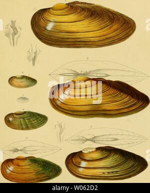 Immagine di archivio da pagina 376 di morire Flussperlmuscheln (Unio et Hyria) Foto Stock