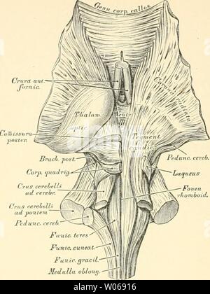 Immagine di archivio da pagina 399 di morire descrittivo topographische und anatomie. Die descrittivo topographische und anatomie des Menschen diedescriptiveun00heit Anno: 1896 360 GehirnfaserunE Fuuic u cuneat Funic. Funic. gracía iL-tat JleJ"llao6/o"S.g 526. Die Faserung- des Hirnstammes. Ansicht von oben. Natürliche Grösse. Die graue Substanz des Gehirns und Rückenmarkes besteht vor- zugsweise aus Ganglienkörperchen, den eigentlichen centralen Elementen des Nervensystems. Im Rückenmarke stellt die graue Substanz den Kern dar, setzt sich längs des Bodens der IV. und III. Gehirnkammer bis in das vasca Foto Stock
