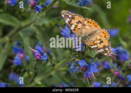 Chiudere l immagine del dipinto colorato lady farfalla posata sul Selvaggio Blu fiore cresce in un giardino su un caldo soleggiata giornata di primavera. Foto Stock
