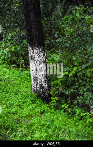 Changbai Mountain Scenic Area, Jilin Foto Stock