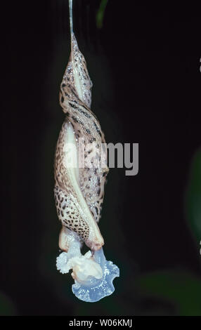 L'accoppiamento Leopard Slugs Limax maximus Australia Foto Stock