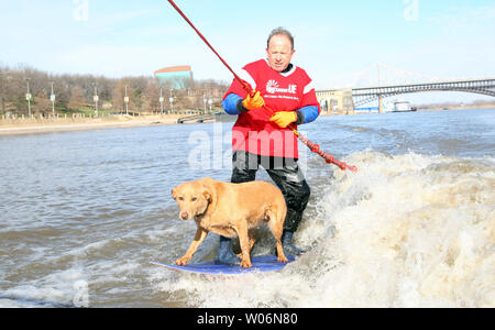 Kevin Day piaceri la folla come lui e il suo cane lo zucchero di canna passano su una scheda di sci durante l annuale Giorno di nuovi anni sci d acqua evento sul fiume Mississippi in San Louis il 1 gennaio 2010. La manifestazione si svolge ogni giorno di nuovi anni per decenni, alza il prezzo per il Missouri acqua Disabili Associazione Sci. UPI/Bill Greenblatt Foto Stock