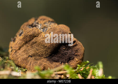 Old Deer tartufo corpo di frutta Foto Stock
