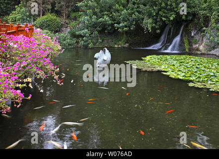 Loro Parque in Puerto de la Cruz. Tenerife. Spagna Foto Stock