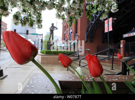 I tulipani inclinare da un lato come una costante pioggia cade su di essi al di fuori il Busch Stadium vicino a Stan Musial statua di San Luigi il 23 aprile 2013. Con una previsione di pollice di pioggia, forecasters predire il fiume Mississippi a salire a circa 35 piedi a St. Louis, 15 piedi oltre lo stadio alluvione con una cresta atteso per il mese di aprile 24. UPI/Bill Greenblatt Foto Stock
