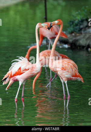 Due fenicotteri rosa di assistere ogni altra con cibo, mentre in piedi in un lago al Saint Louis Zoo di San Louis il 20 agosto 2013. UPI/Bill Greenblatt Foto Stock