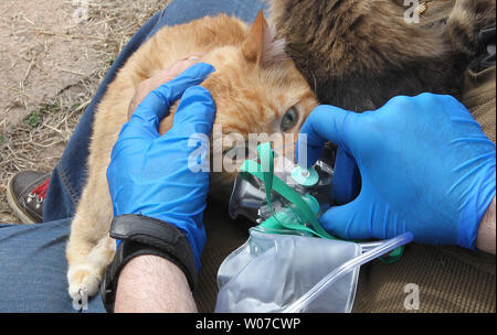 San Luigi paramedico Matt nevischio fornisce ossigeno a Jack il gatto dopo essere stato salvato per una casa di allarme incendio nel nord di Saint Louis il 11 marzo 2014. I vigili del fuoco ha salvato il proprietario e due gatti mentre la casa e l'uno accanto ha subito gravi danni. I gatti e il proprietario sono stati segnalati per essere bella. UPI/Bill Greenblatt Foto Stock