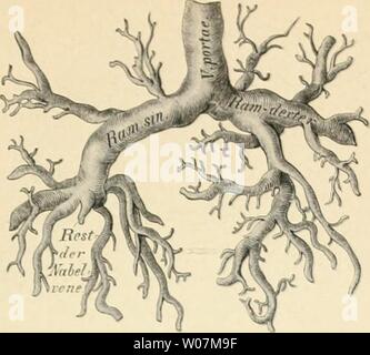 Immagine di archivio da pagina 596 di morire descrittivo topographische und anatomie Foto Stock