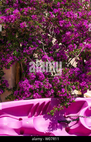 Composizione in viola, Morgiou, calanque Calanques di Marsiglia, Bouches-du-Rhone, Francia Foto Stock