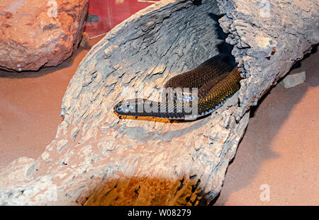 Inland Taipan o feroce snake, Queensland, Australia Foto Stock