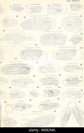 Immagine di archivio da pagina 868 di Die fossilen insekten und die. Die fossilen insekten und die phylogenie der rezenten formen; ein handbuch diefossileninsek00mano Anno: 1908 Foto Stock