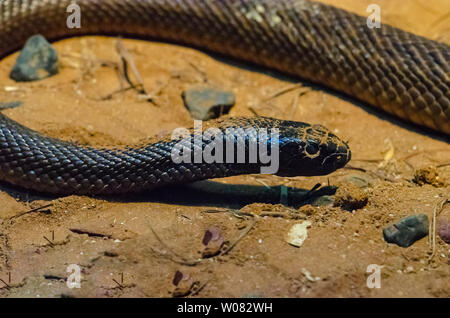 Inland Taipan o feroce snake, Queensland, Australia Foto Stock