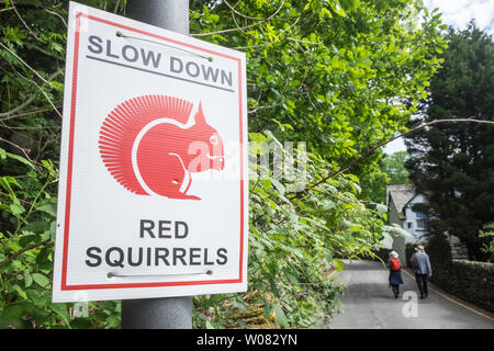 Rallentare per gli scoiattoli rossi cartello stradale vicino a Grasmere,village,il Parco nazionale del Lake District,Laghi,Lake District,Cumbria,Nord,l'Inghilterra,inglese,GB,Regno Unito Foto Stock