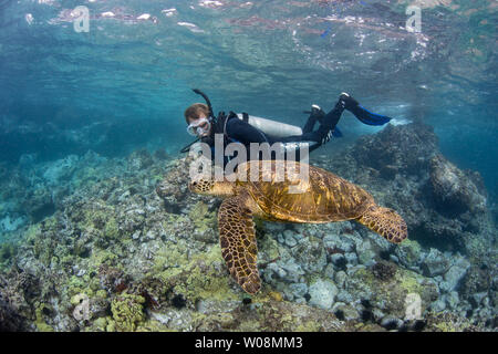 Tartaruga Verde, Chelonia Mydas e subacqueo (MR). Hawaii. Foto Stock