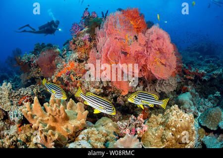 Diver (MR) e tre oriental sweetlips pesce, Plectorhinchus orientalis, con gorgonie e coralli alcionario, Fiji. Foto Stock