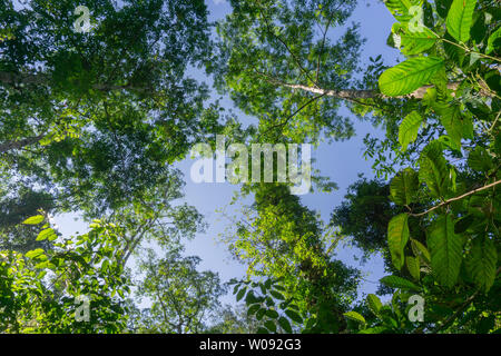 Paesaggio della foresta pluviale con lensflare come sun si rompe attraverso tra la vegetazione lussureggiante di Danum Valley, Sabah Borneo. Foto Stock