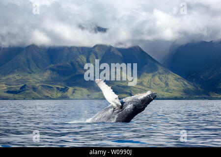 Il Humpback Whale, Megaptera novaeangliae, violazioni al largo della costa ovest di Maui, Hawaii. Foto Stock