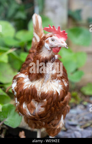Salvataggio galline vagano liberi nel loro nuovo intervallo libero back yard. Lohmann razza Bruna Foto Stock