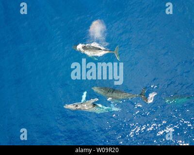 Una veduta aerea di quattro megattere, Megaptera novaeangliae, in corrispondenza della superficie, Hawaii. Foto Stock