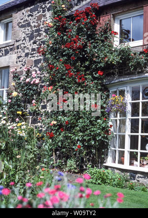 Northumberland. Craster villaggio di pescatori.Old Fisherman's Cottage.in Inghilterra. Foto Stock