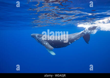 Il Humpback Whale, Megaptera novaeangliae, ha un numero di morso circolare segna il può essere attribuita a una formina shark, Hawaii. Foto Stock