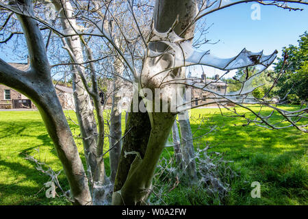 Clitheroe, Lancashire, Regno Unito. Il 27 giugno, 2019. Migliaia di affamati Ermellino moth bruchi girando un yew in una struttura ad albero fantasma a ponte Dunsop, Clitheroe, Lancashire. La fame i bruchi spin i veli di proteggere se stessi durante il loro avanzamento sul albero dietro a. I veli lentamente scompare durante l'estate e l'albero avrà probabilmente recuperare. Credito: John Eveson/Alamy Live News Foto Stock