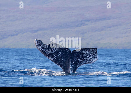 La coda di una megattera, Megaptera novaeangliae, al largo della costa di Lanai, Hawaii. Questo whale ha avuto alcuni grezzi incontra lungo il corso della sua vita. Foto Stock