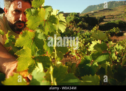 L'Italia, Sicilia, Pantelleria, vigneti di uve zibibbo Foto Stock