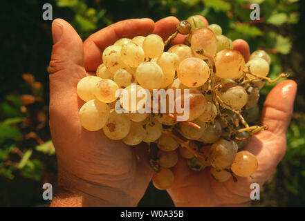 L'Italia, Sicilia, Pantelleria, uva zibibbo Foto Stock
