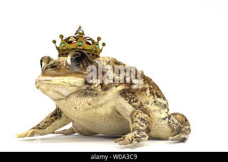 Toad con corona isolati su sfondo bianco 3d illustrazione Foto Stock