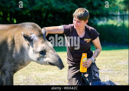 Hodenhagen, Germania. Il 26 giugno, 2019. Detentore di animali Claudia Beck accarezza le flatland tapiro Bambou nel Serengeti Park Hodenhagen (area faunistica del Sud America) dopo che lei lo ha cosparso con crema solare. Credito: Mohssen Assanimoghaddam/dpa/Alamy Live News Foto Stock