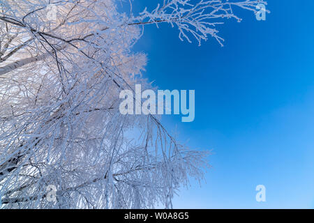 Frosty birch rami sottili su chiaro gradiente blu sky background a freexing inverno la luce diurna. Foto Stock