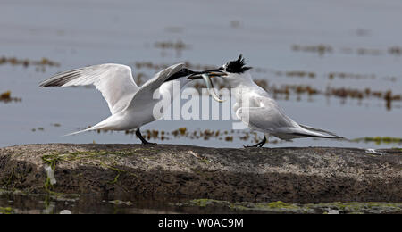 Sandwich terna nutrire giovani con Sandeel, costa del Mar Baltico Foto Stock