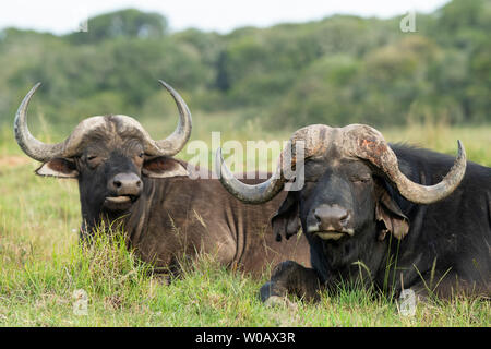 Bufali tori, Syncerus caffer, Amakhala Game Reserve, Sud Africa Foto Stock