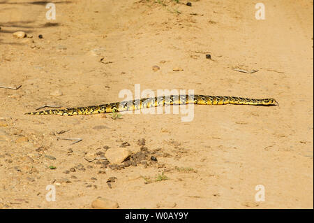 Puff sommatore, Bitis arietans, Amakhala Game Reserve, Sud Africa Foto Stock