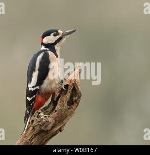 Un maschio di Picchio rosso maggiore (Dendrocopos major) arroccato su di un registro Foto Stock