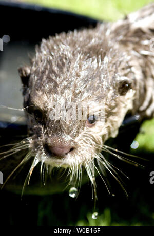 Sidney, una tre-mese-vecchio maschio piccolo asiatico-artigliato lontra, esplora un vuoto contenitore di tiger, al Six Flags Discovery Kingdom, Vallejo, California, il 23 luglio 2009. (UPI foto/Ken James) Foto Stock