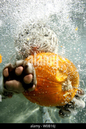 Nalin, 14-mese-vecchio tigre del Bengala cub, gioca con zucche in festa di Halloween a Odin del Tempio della tigre presentano al Six Flags Discovery Kingdom in Vallejo, la California il 28 ottobre 2009. UPI/Ken James Foto Stock