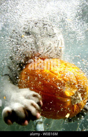 Nalin, 14-mese-vecchio tigre del Bengala cub, gioca con zucche in festa di Halloween a Odin del Tempio della tigre presentano al Six Flags Discovery Kingdom in Vallejo, la California il 28 ottobre 2009. UPI/Ken James Foto Stock