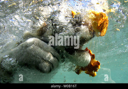 Nalin, 14-mese-vecchio tigre del Bengala cub, gioca con zucche in festa di Halloween a Odin del Tempio della tigre presentano al Six Flags Discovery Kingdom in Vallejo, la California il 28 ottobre 2009. UPI/Ken James Foto Stock